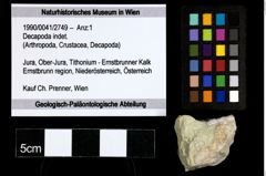 Foto (Objekt + Etiketten) von Decapoda indet. 
